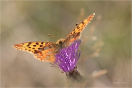 <p>PERLEŤOVEC MALÝ (Issoria lathonia) Šluknovsko - Harta ---- /Queen of Spain fritillary - Kleiner Perlmuttfalter/</p>